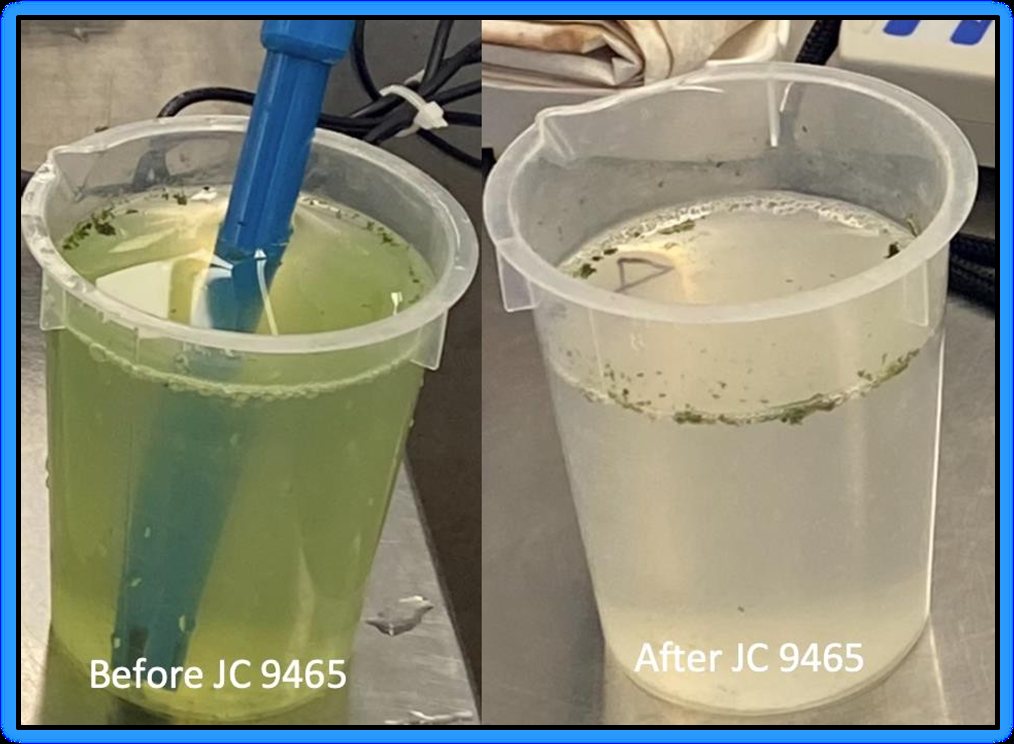 Before and after JC 9465: algae-laden water clarifies.