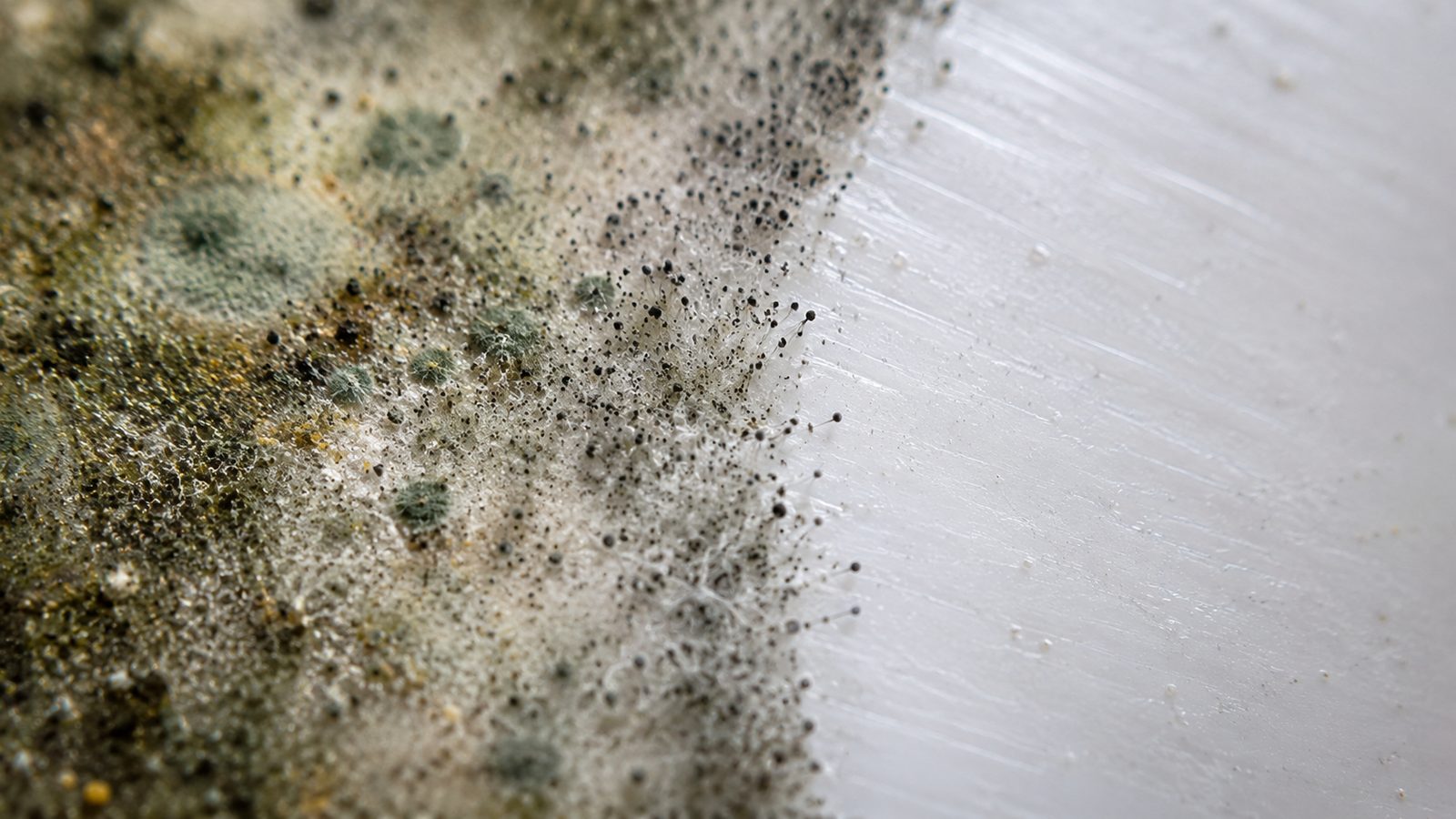 Mold mildew