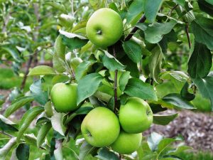 green-apple-farm