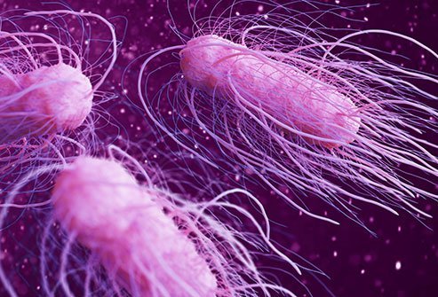 salmonella-bacteria