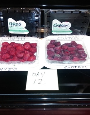 Rasberry Food Spoilage 12 day