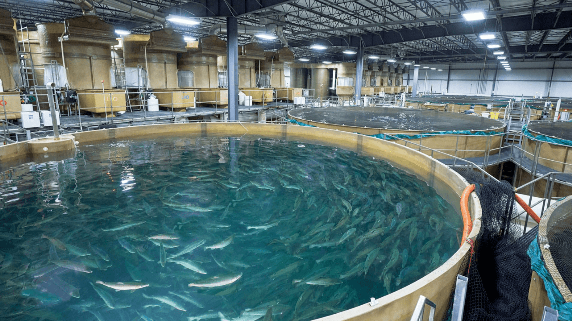 Aquaculture New