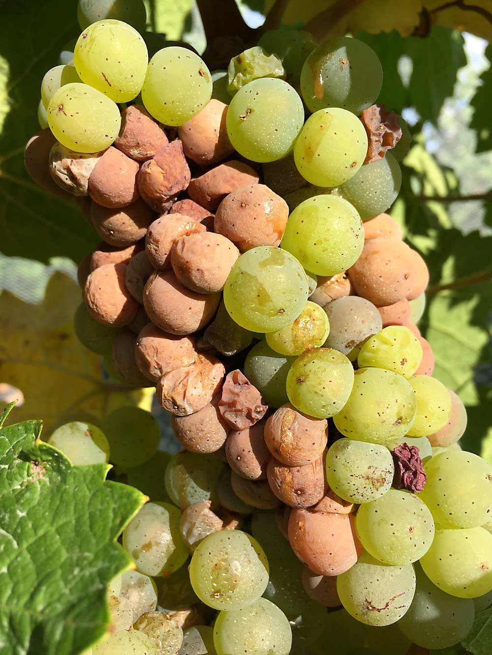 Berriedale, Australia, on March 9, 2016.

Grapes hit by sour rot turn brown and become vinegary. Recent research is shedding light on this previously little-understood disease, which is all too common in cool-climate wine-growing regions around the world. (Courtesy Megan Hall/University of Missouri)