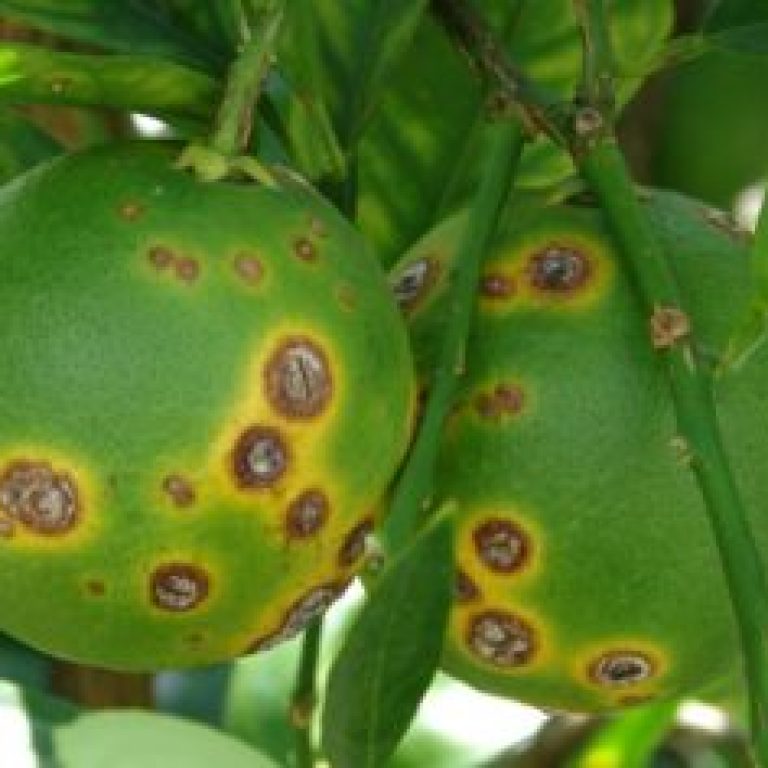 citrus-canker-300x236
