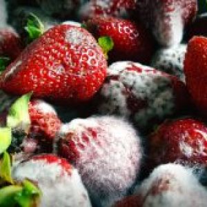 mold-and-mildew--300x169