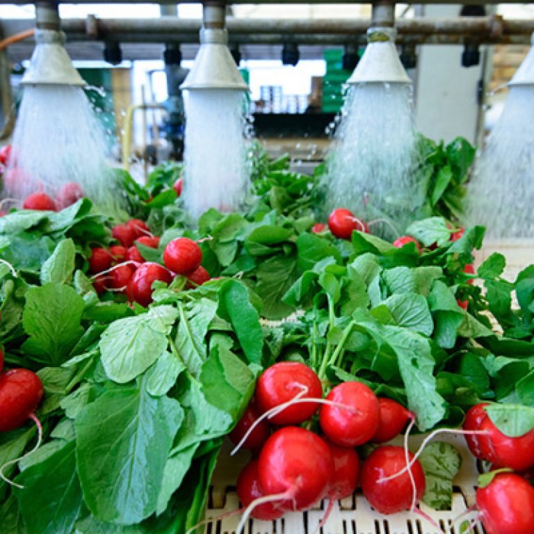 post-harvest-disinfection