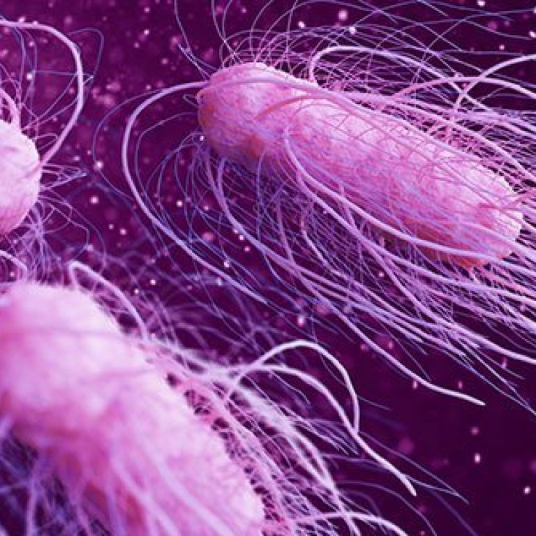 salmonella-bacteria