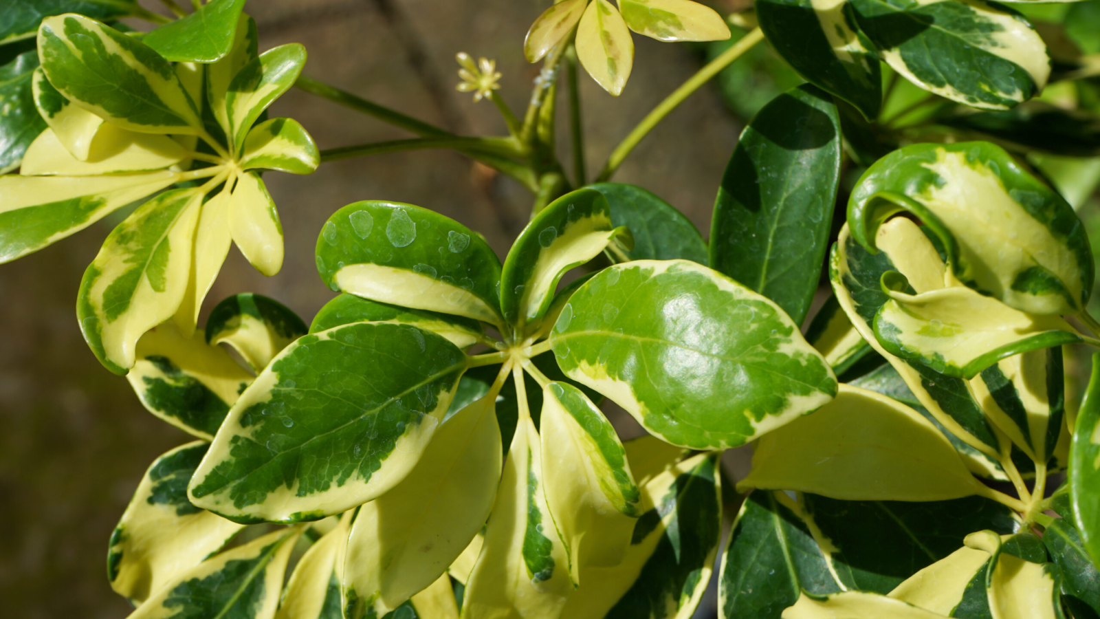 close-up-fresh-green-leaves (1)